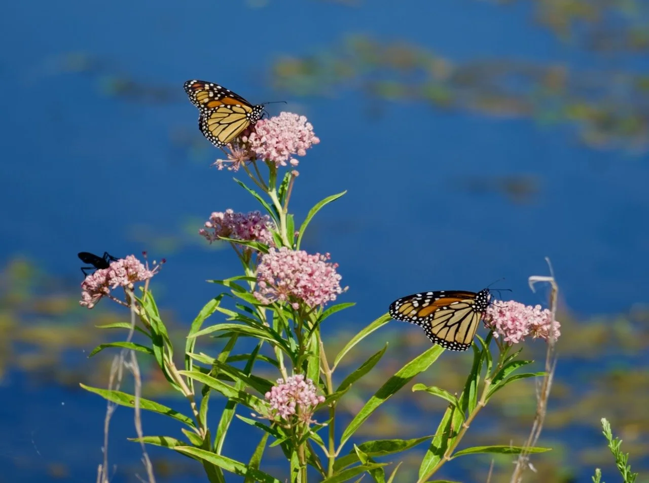 A Sign of Hope: Monarchs Returning to Cardinal Valley