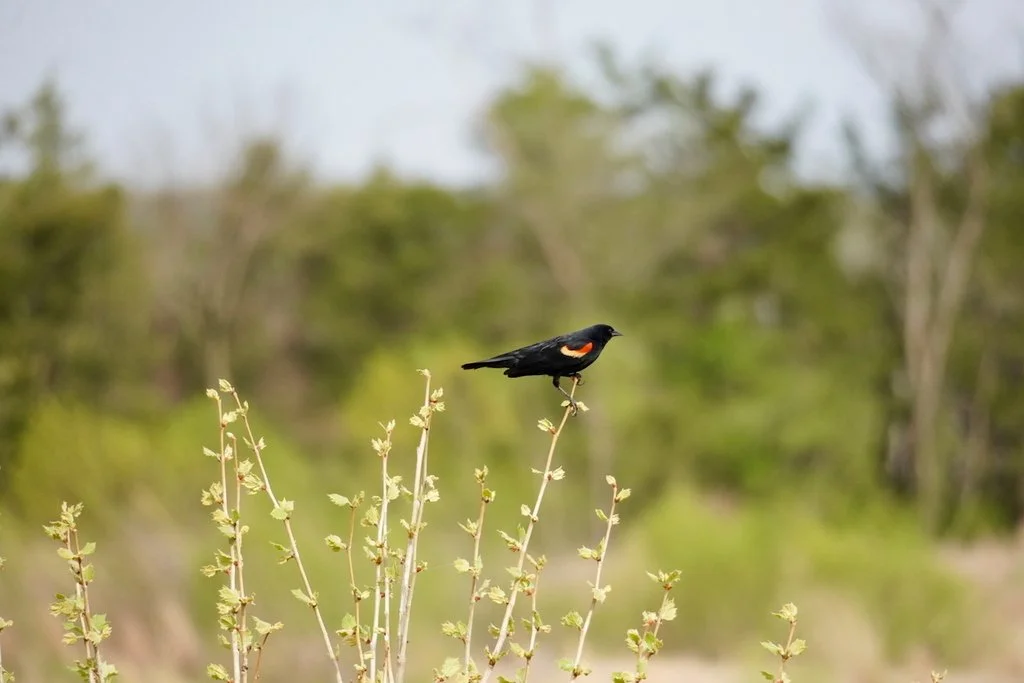 Red-winged Blackbird at Cardinal Valley Habitat Restoration
📷: A Wild