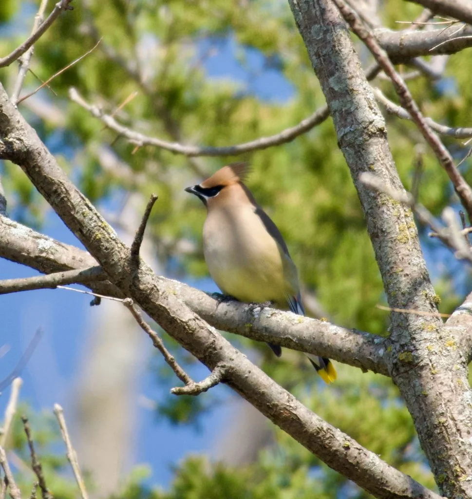 Cedar Waxwing at Cardinal Valley Habitat Restoration
📷: A Wild