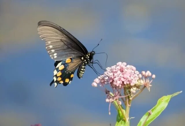 Pipevine Swallowtail at Cardinal Valley Habitat Restoration
📷: A Wild