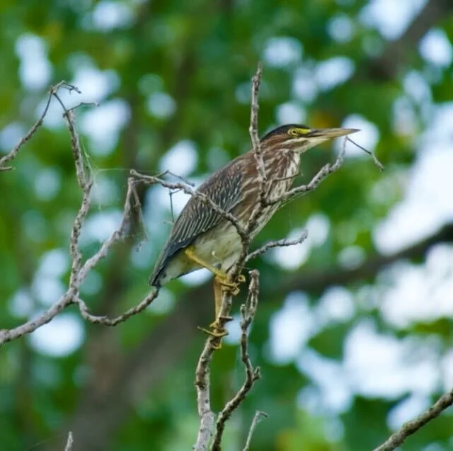 Green Heron at Cardinal Valley Habitat Restoration
📷: A Wild