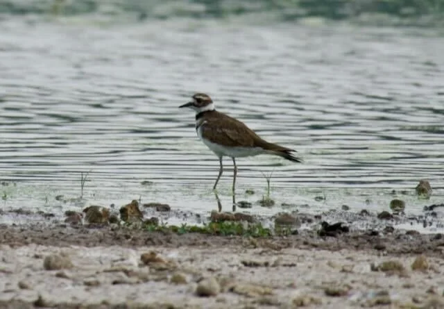 Killdeer at Cardinal Valley Habitat Restoration
📷: A Wild