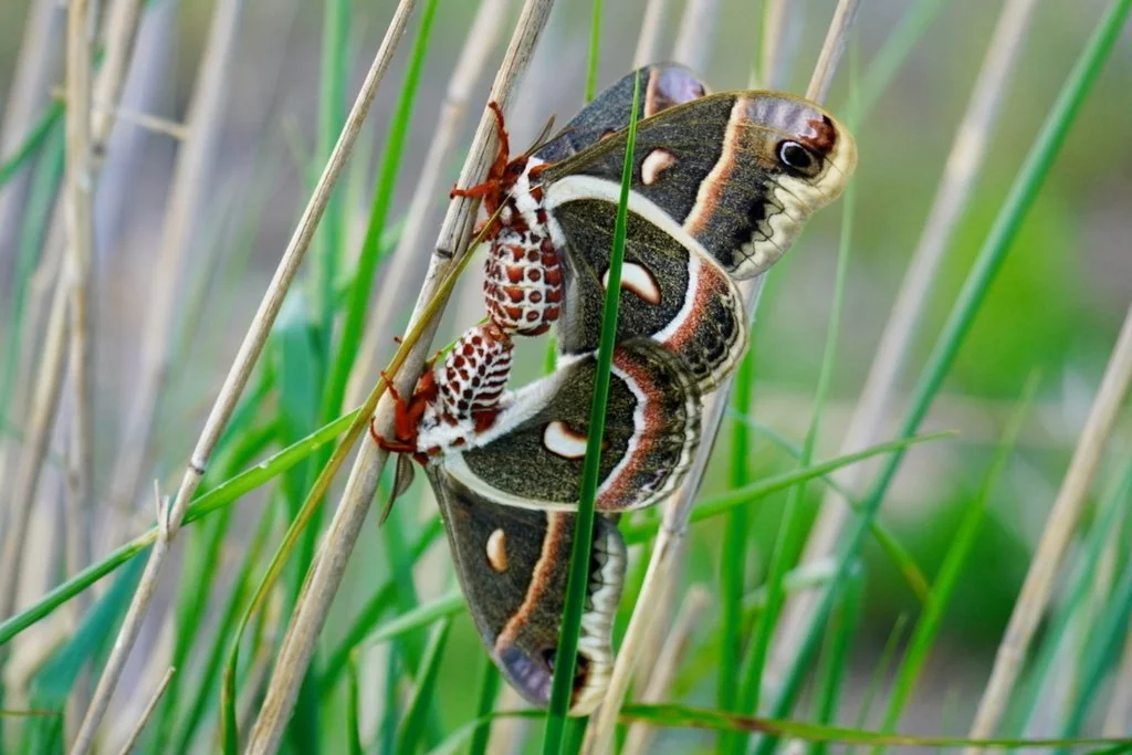 Cecropia Moths at Cardinal Valley Habitat Restoration
📷: A Wild
