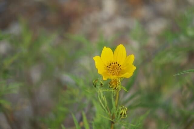 Coreopsis at Cardinal Valley Habitat Restoration
📷: A Wild