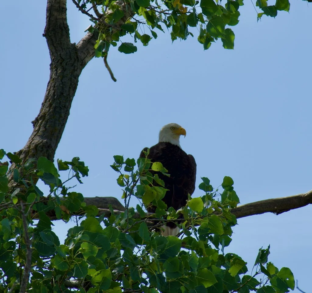 Bald Eagle at Cardinal Valley Habitat Restoration
📷: A Wild