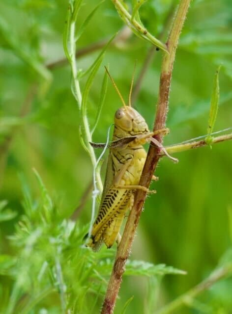 Differential Grasshopper at Cardinal Valley Habitat Restoration
📷: A Wild