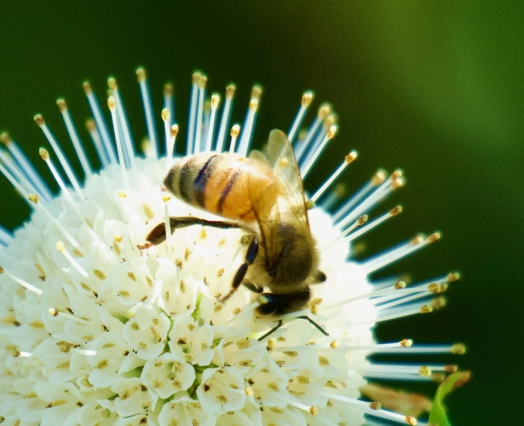 Western Honey Bee at Cardinal Valley Habitat Restoration
📷: A Wild