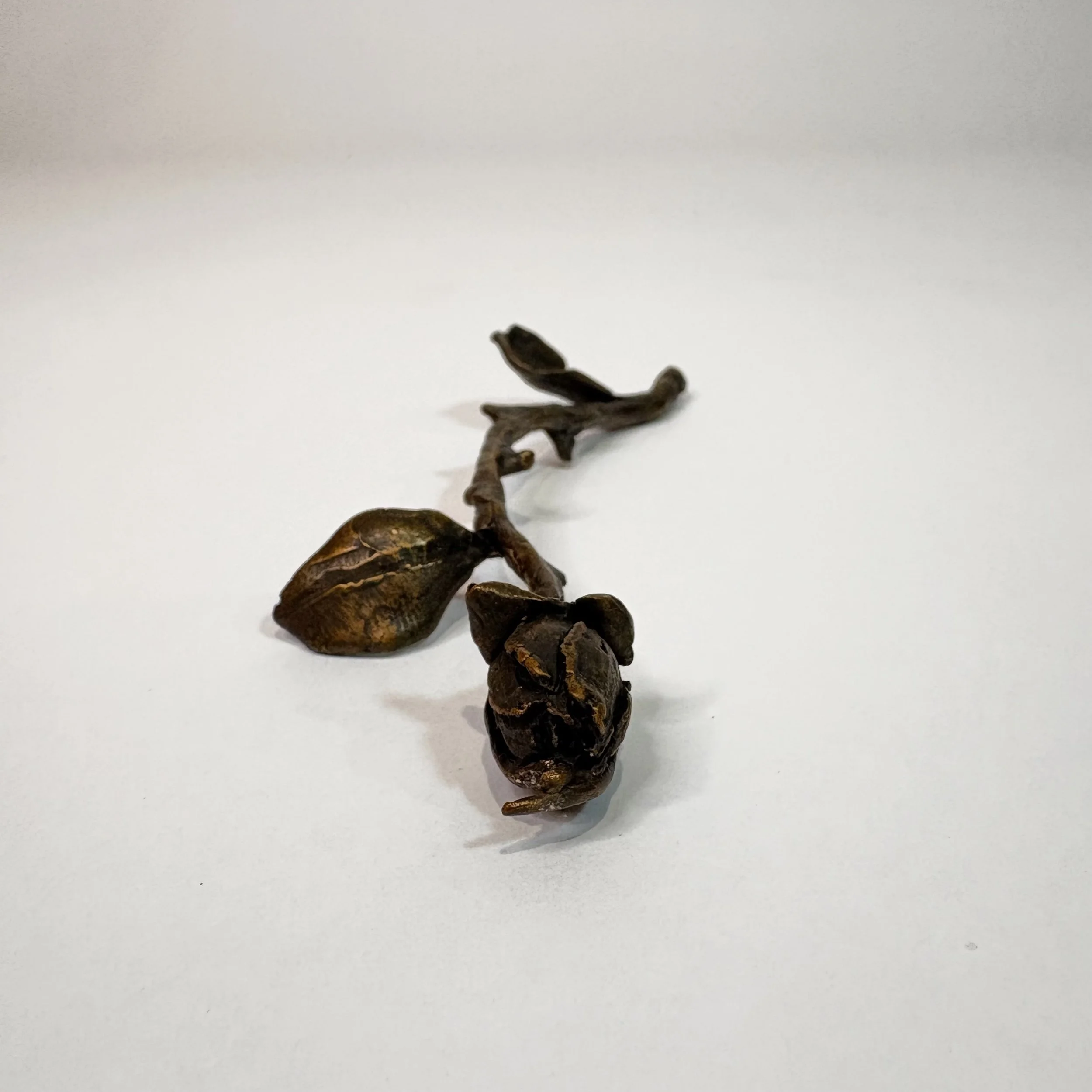A small, dried, twisted piece of plant material on a white background.
