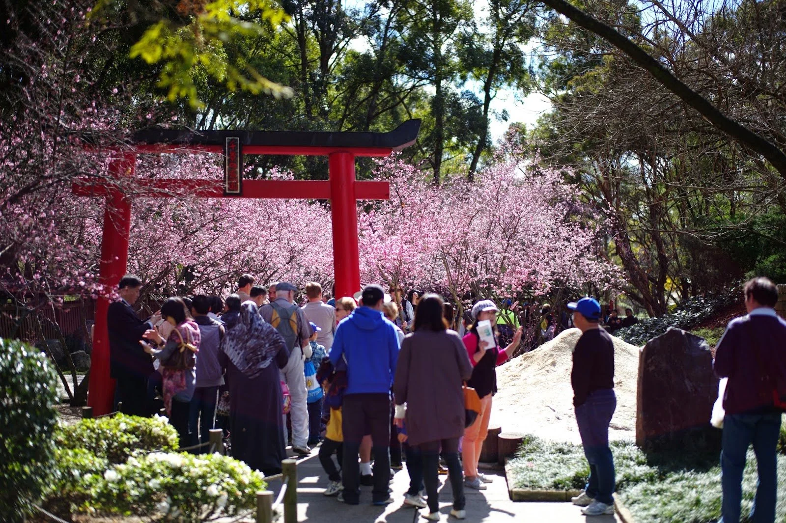 Crowd of people near a large red torii gate surrounded by pink cherry blossom trees on a sunny day for the Cherry Blossom Festival.