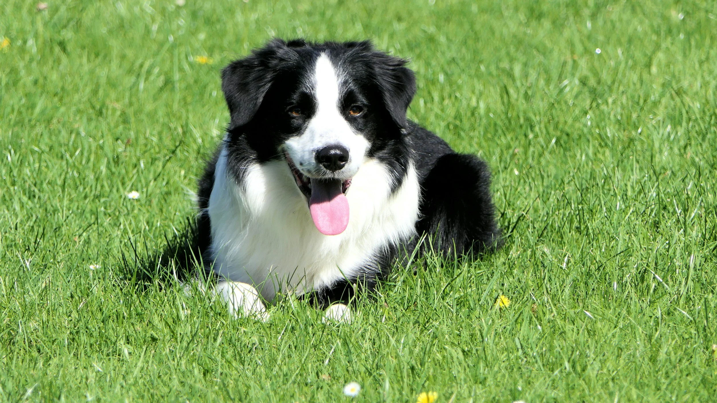 A black and white dog lying on green grass with small white and yellow flowers, panting with its tongue out.