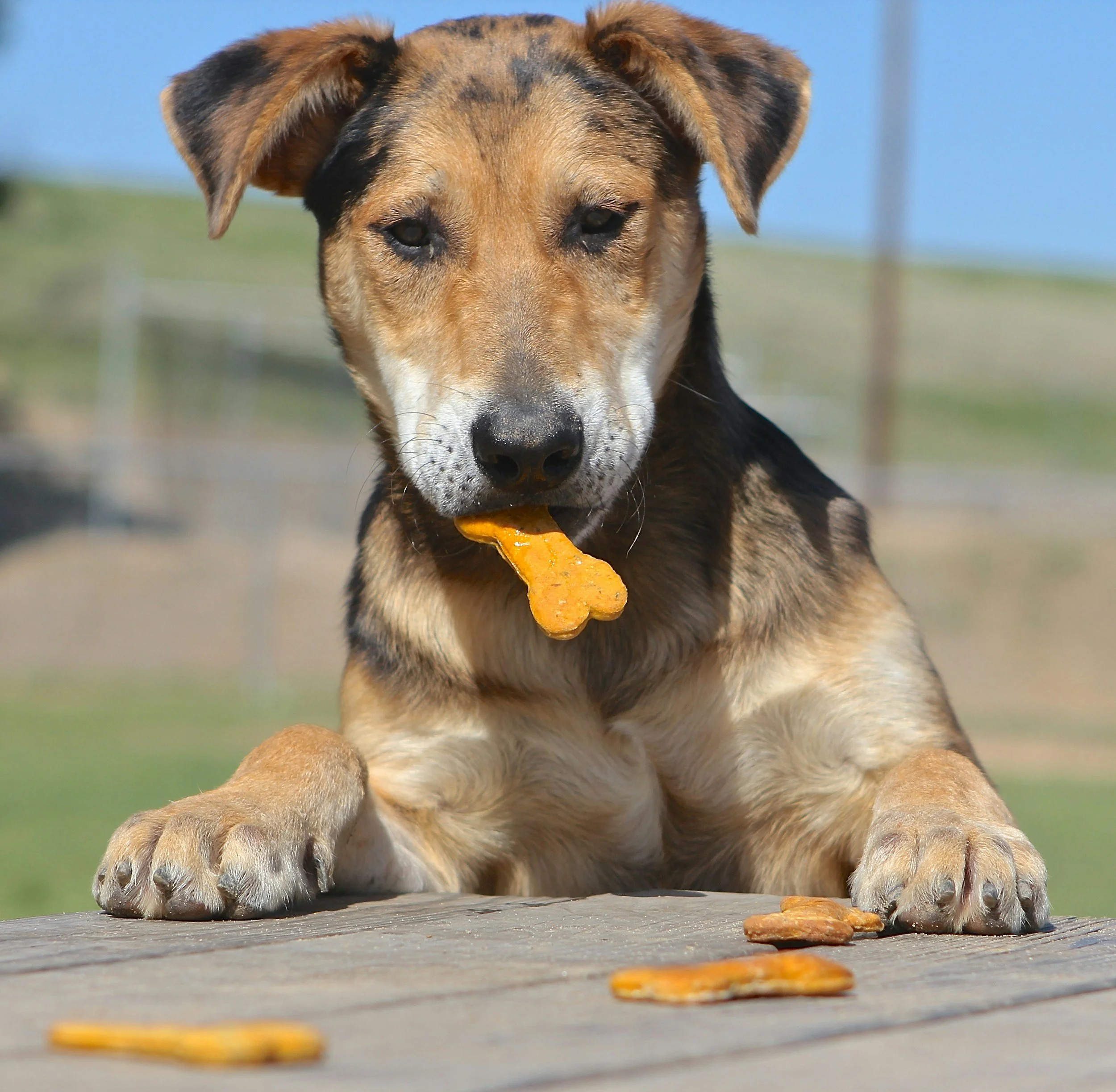 A dog with black and tan fur lying on a wooden surface with paws forward, holding a bone-shaped treat in its mouth, with other treats on the surface, outdoors on a sunny day.