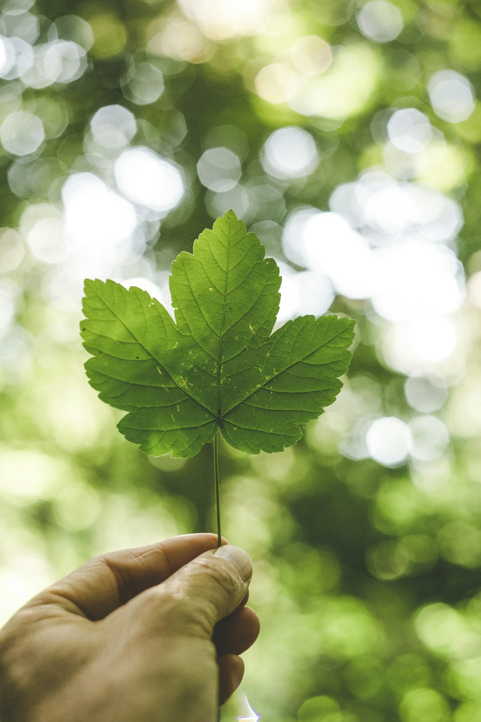 Hand holding a green leaf with a blurred background of trees.
