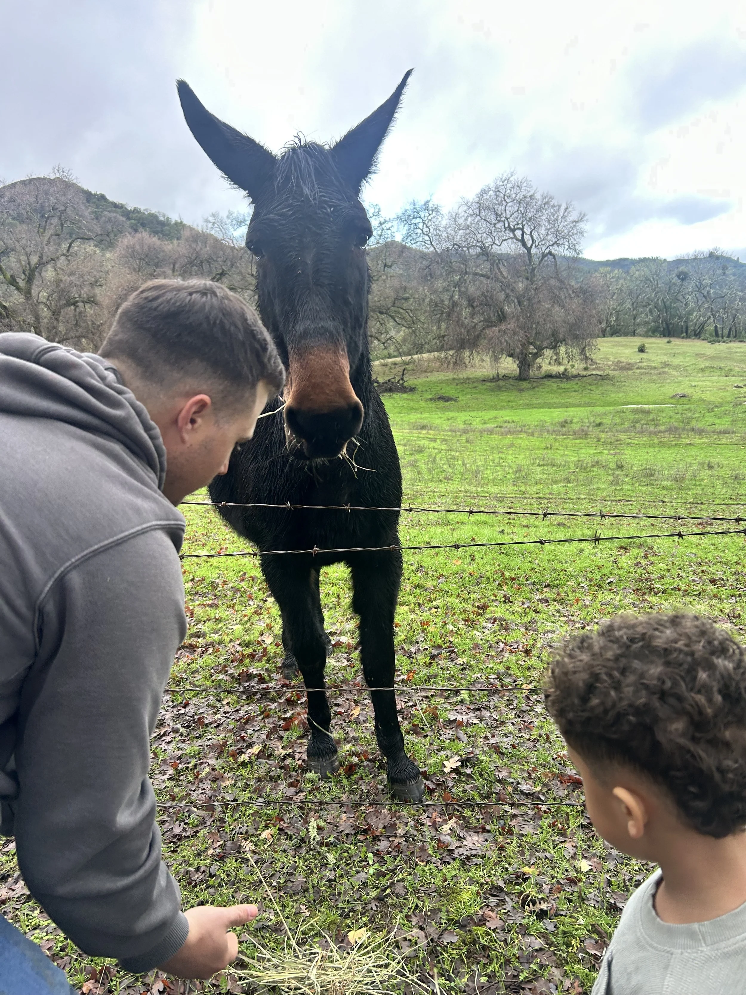 A man and a boy feeding a donkey through a wire fence in a green field with trees and hills in the background.