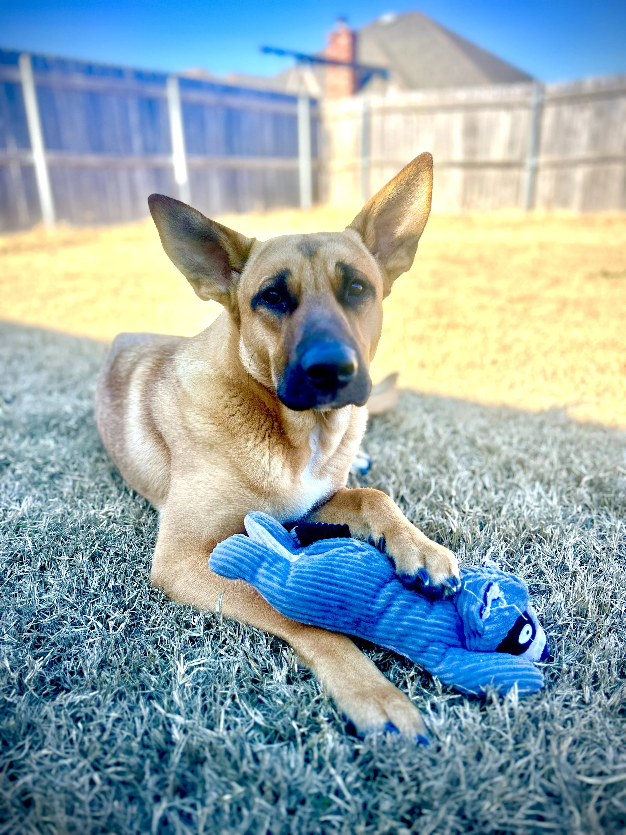 A tan dog with large ears lying on grass, holding a blue plush fish toy in its paws, in a backyard with a wooden fence and house in the background.