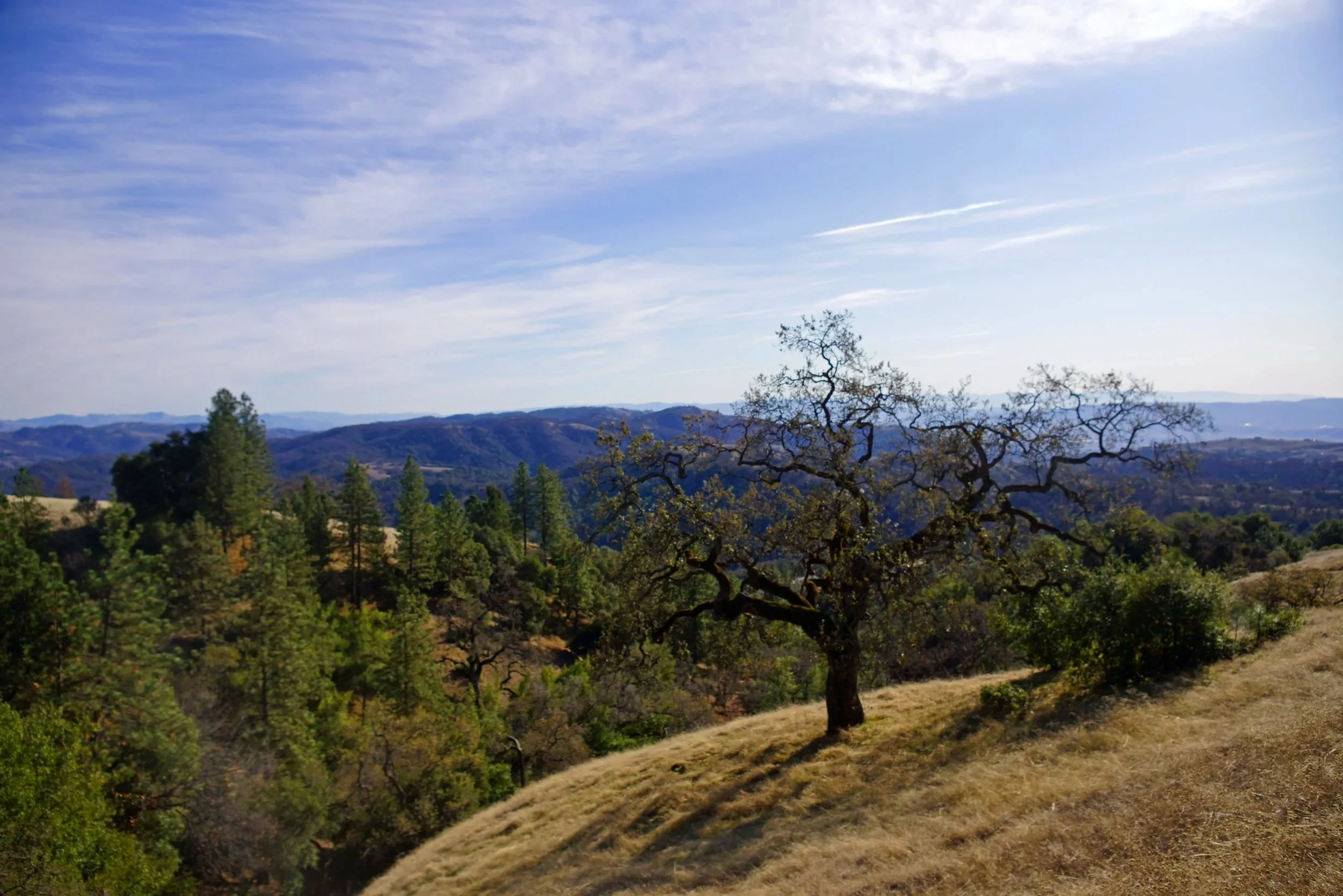 A hilly landscape with a single leafless tree in the foreground, surrounded by green and brown vegetation, under a partly cloudy blue sky.