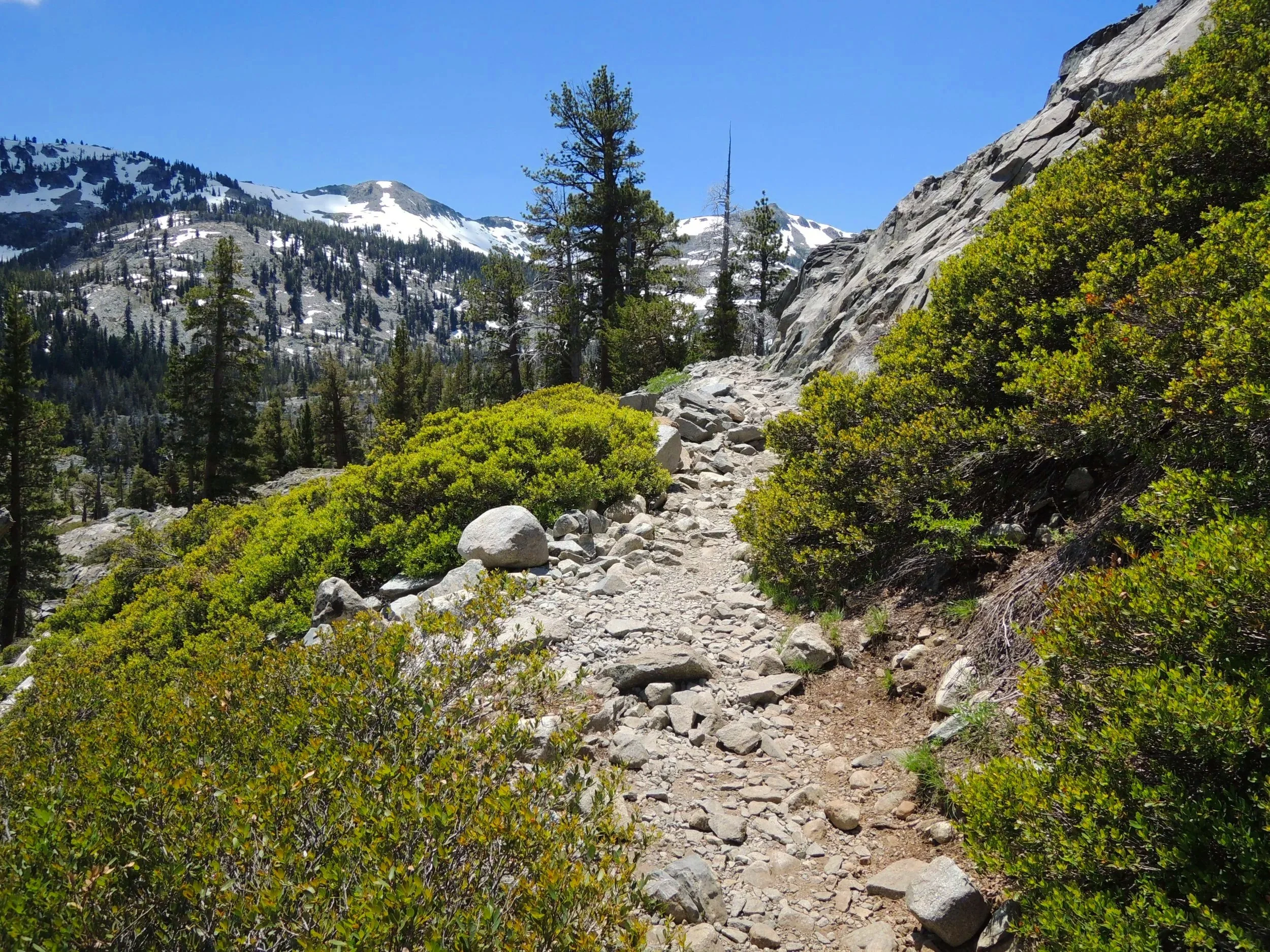 Rocky mountain trail surrounded by green bushes and tall pine trees, with snow-capped peaks in the background under a clear blue sky.