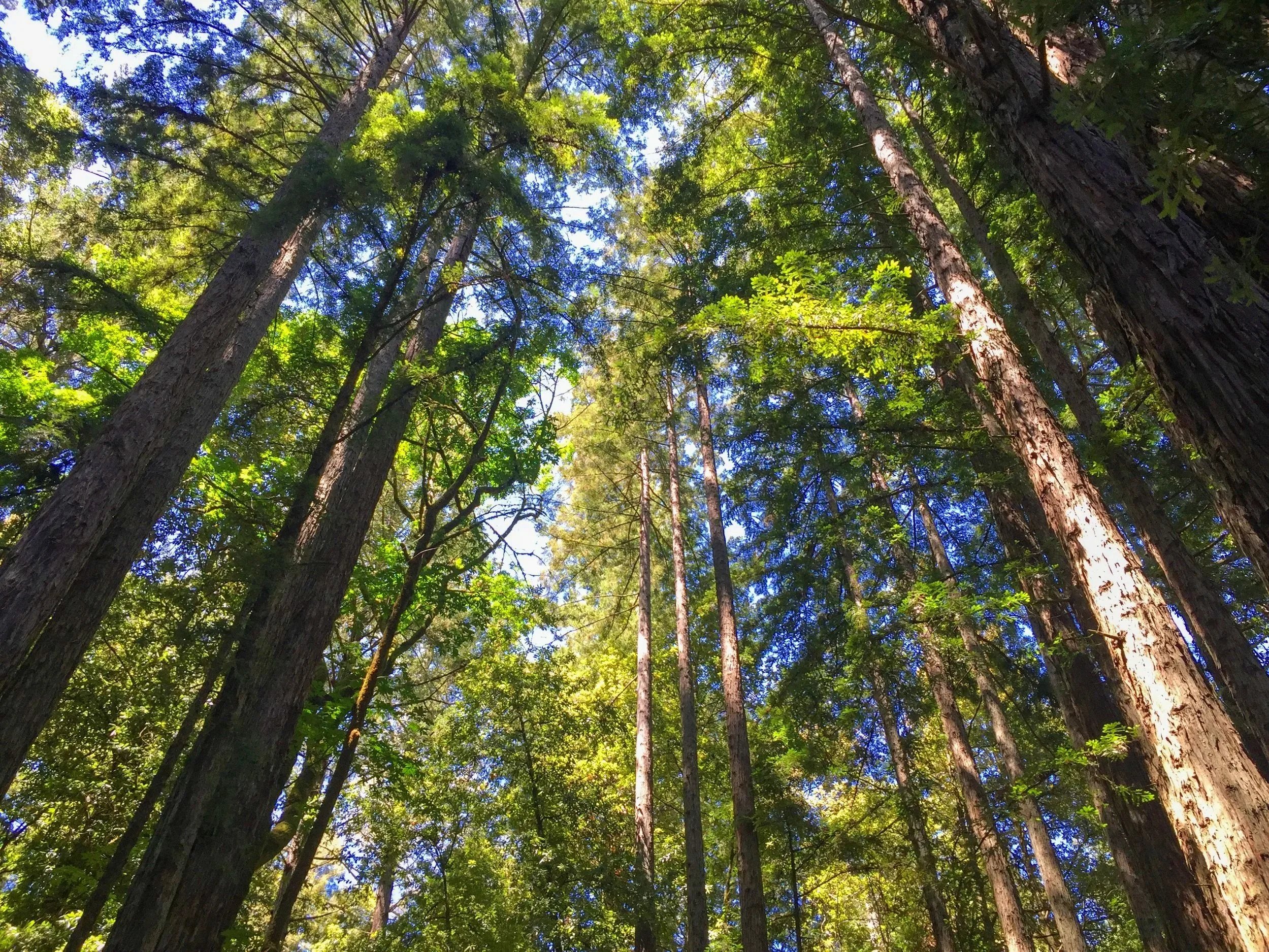 Tall trees with green foliage in a forest, with a bright blue sky visible through the leaves.