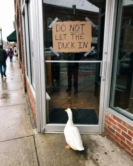 The Ugly Duckling..