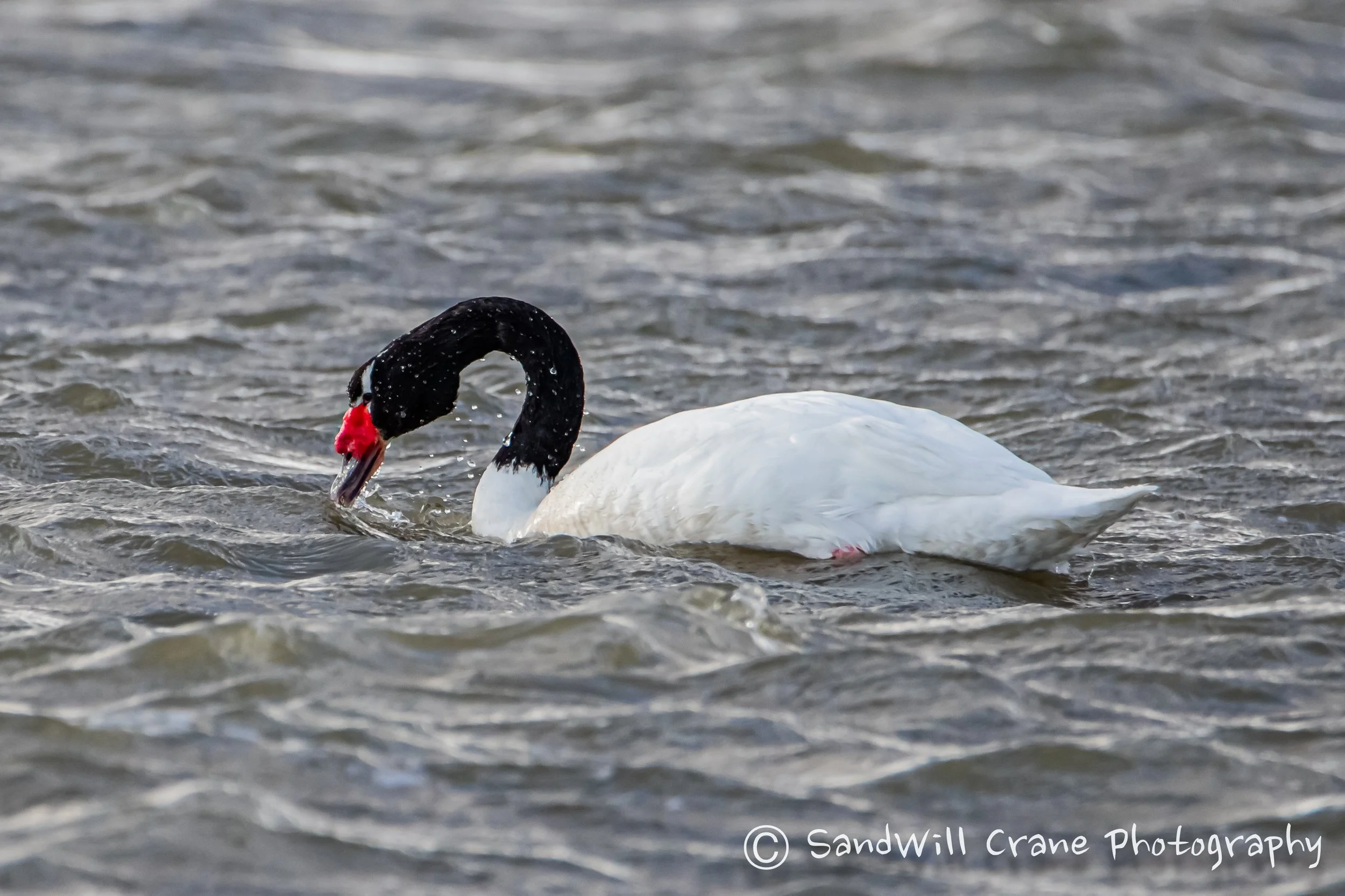 Cisne de Cuello Negro
