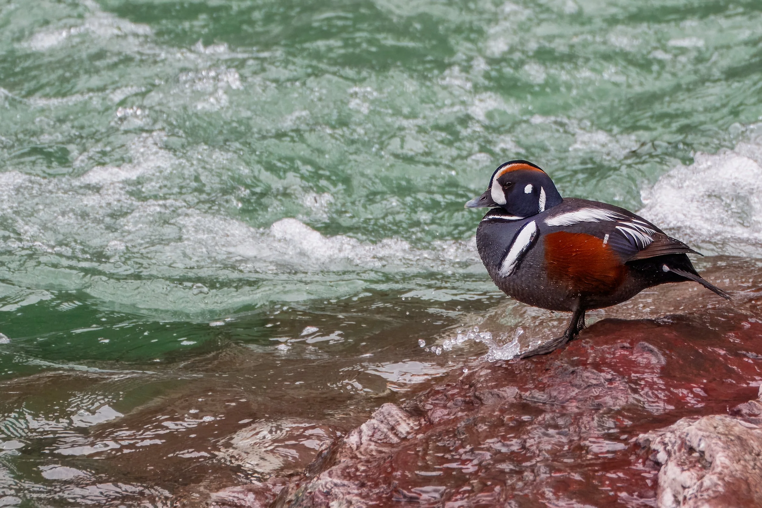 Harlequin Duck | Glacier NP