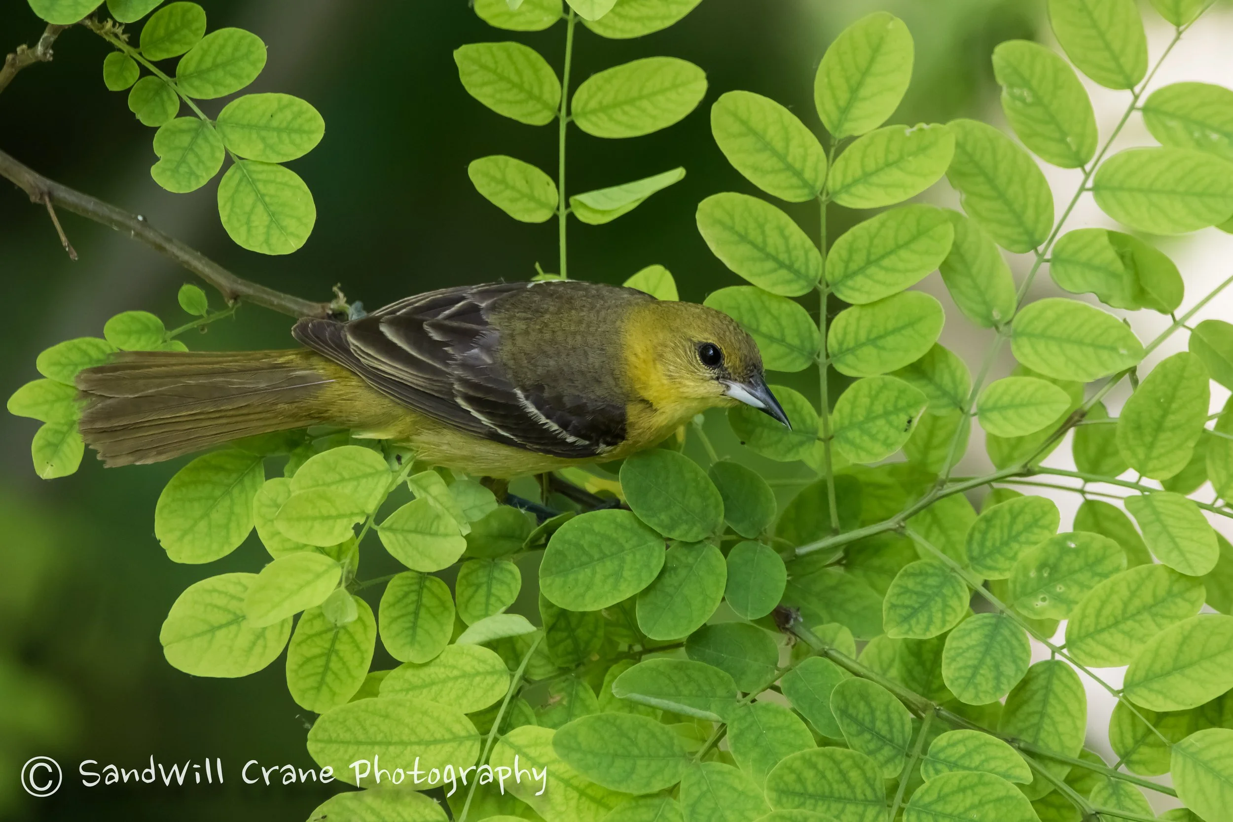 Orchard Oriole