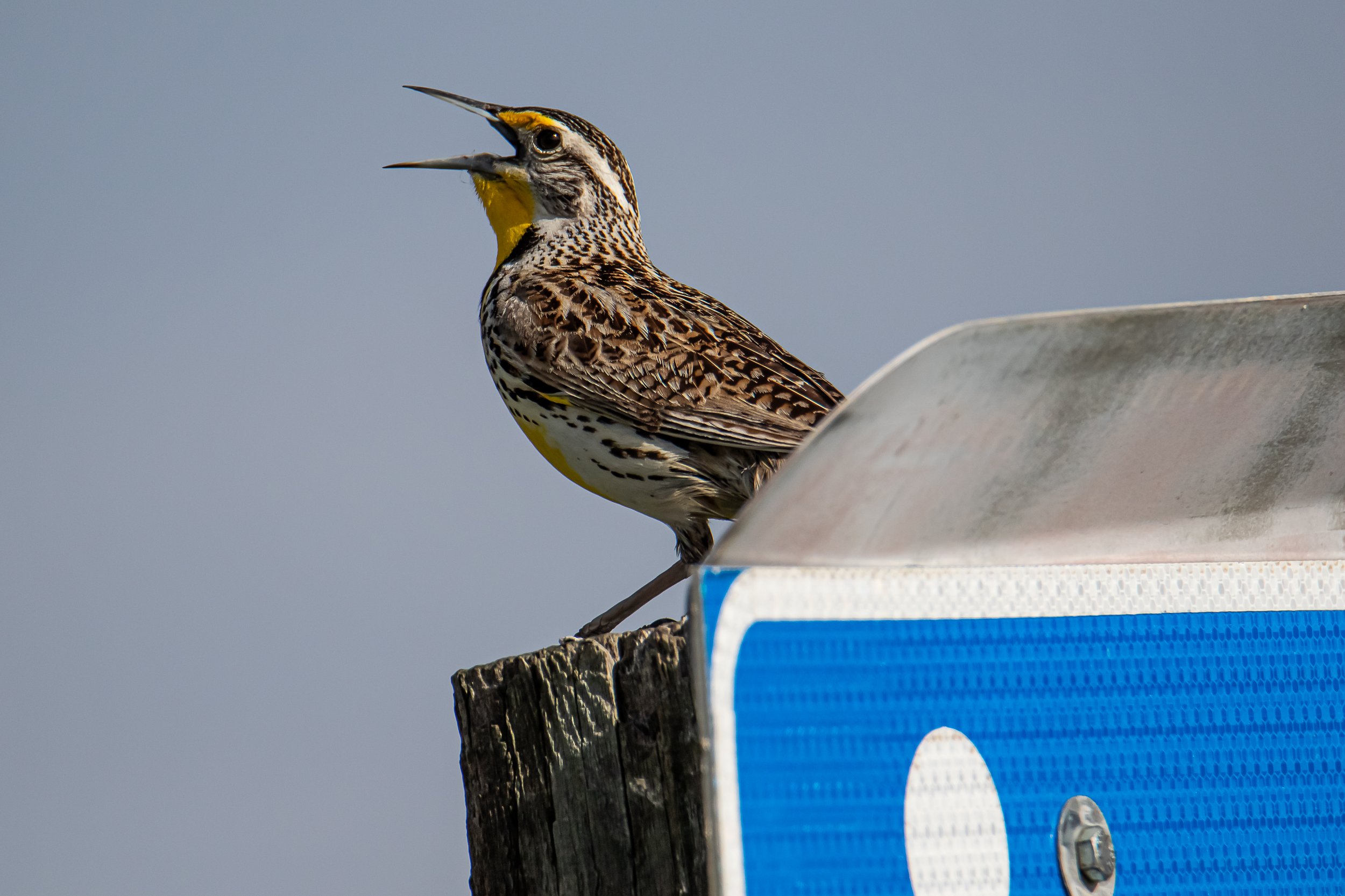 Western Meadowlark | Benton Lake NWR