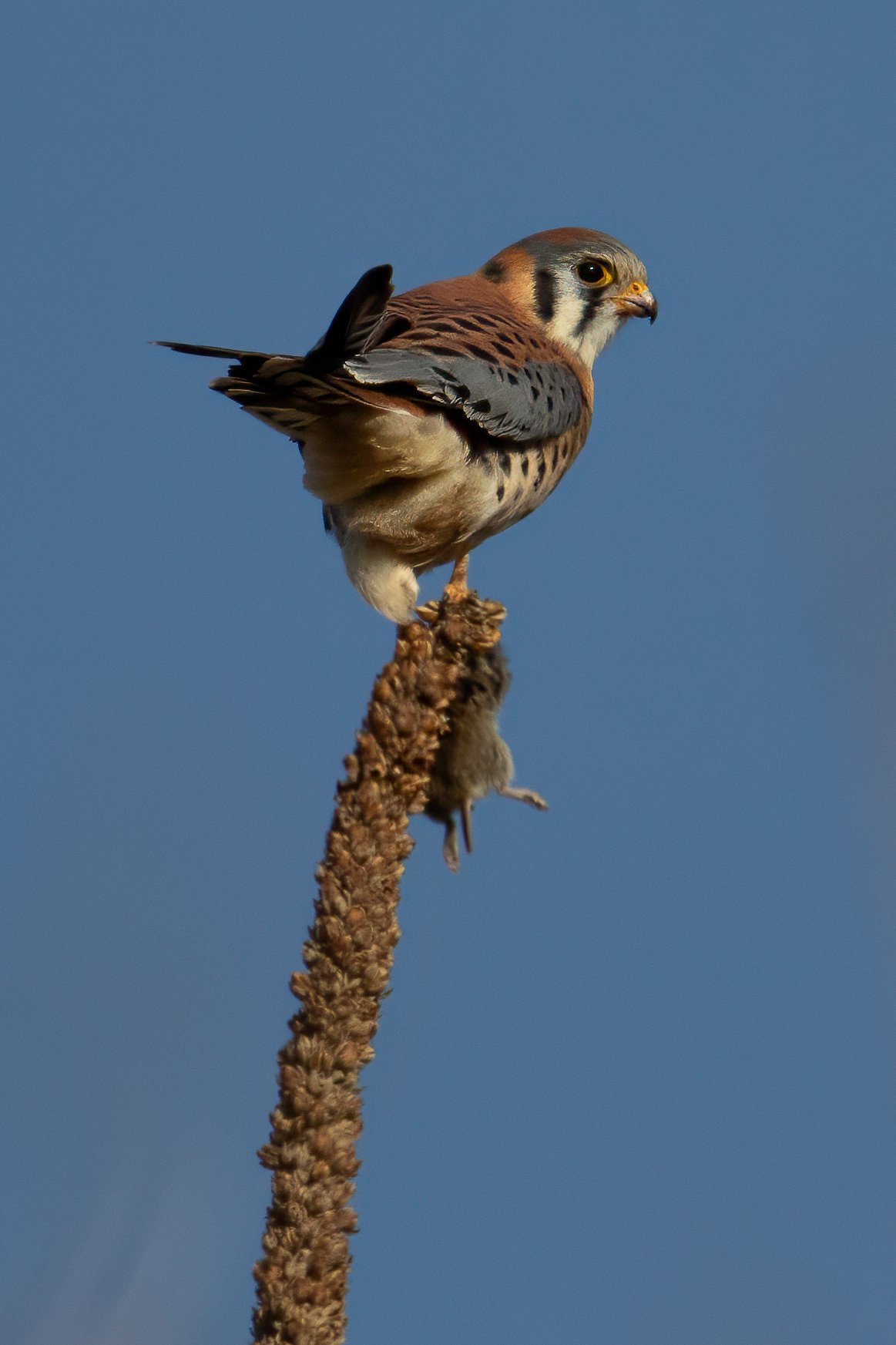And suddenly… Kestrels!
