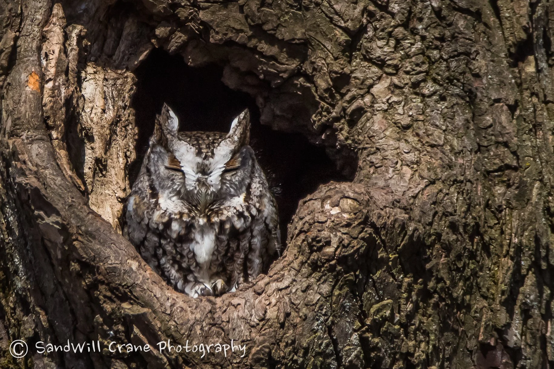 Eastern Screech-Owl
