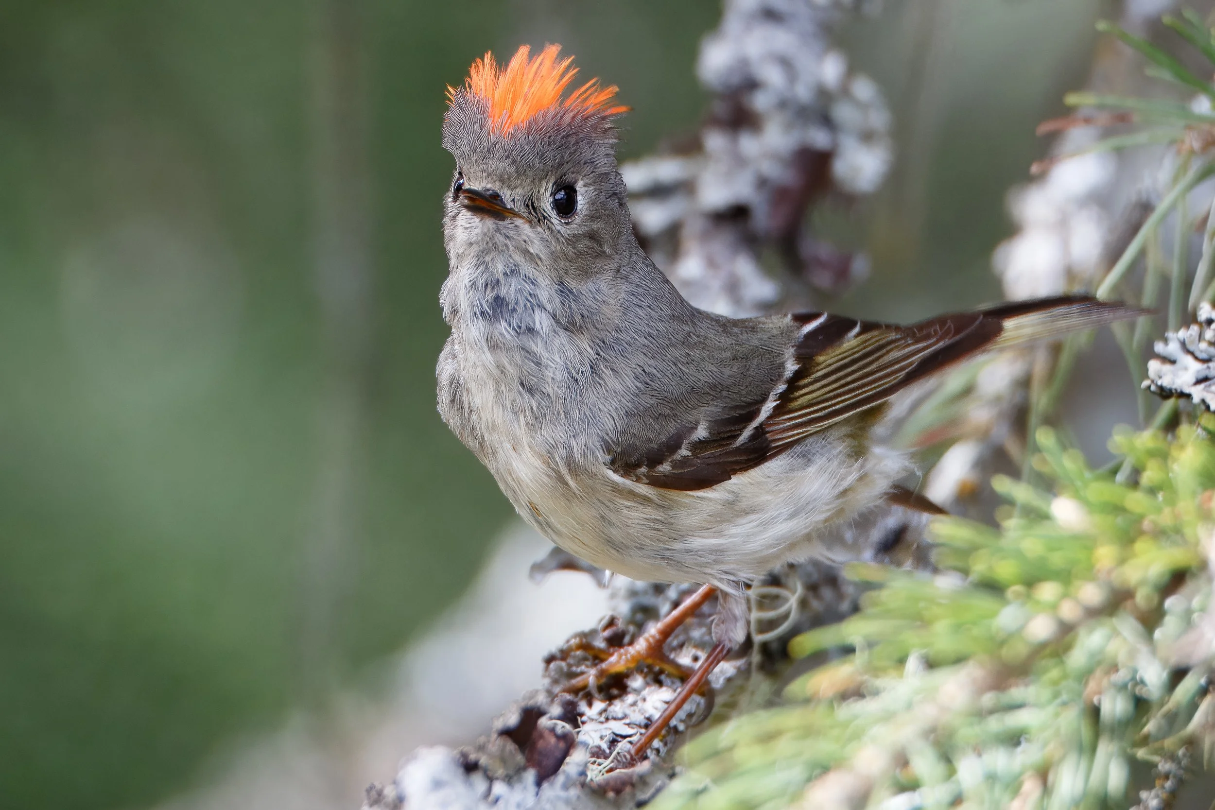 Ruby-crowned Kinglet | Glacier NP
