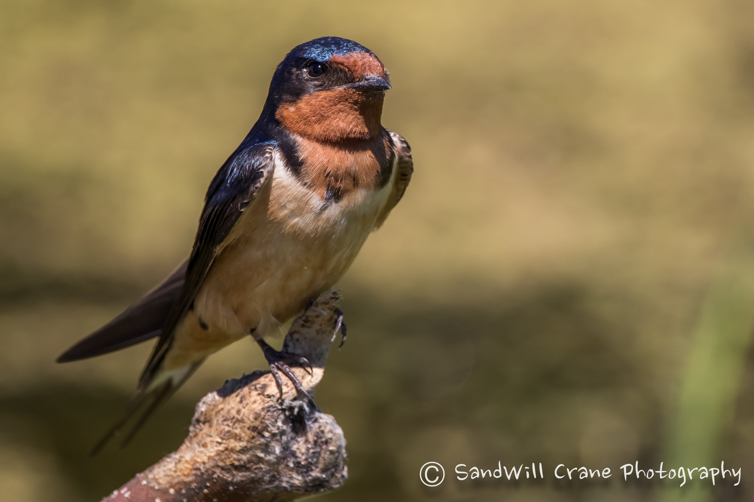 Barn Swallow