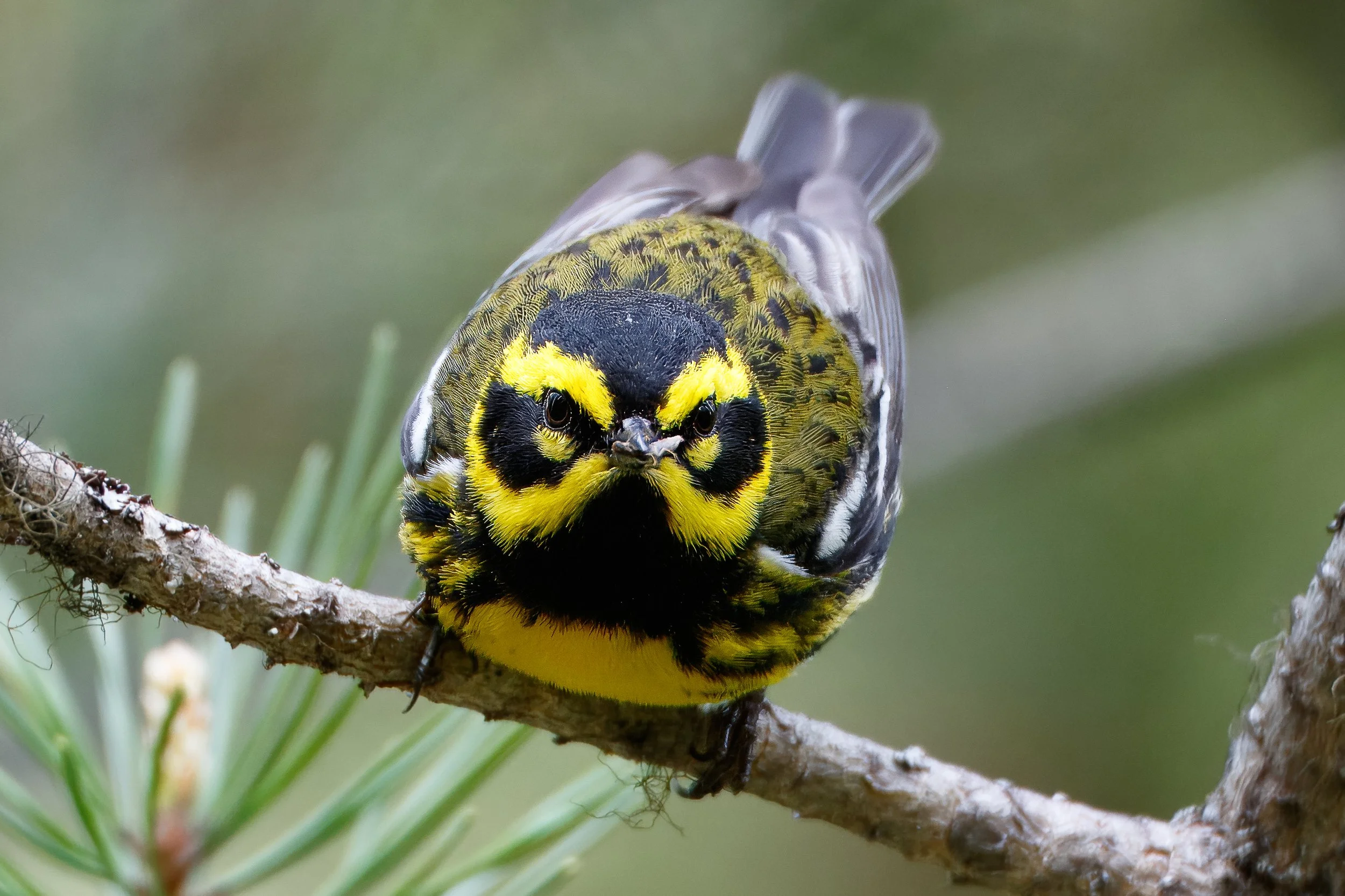 Townsend's Warbler | Glacier NP