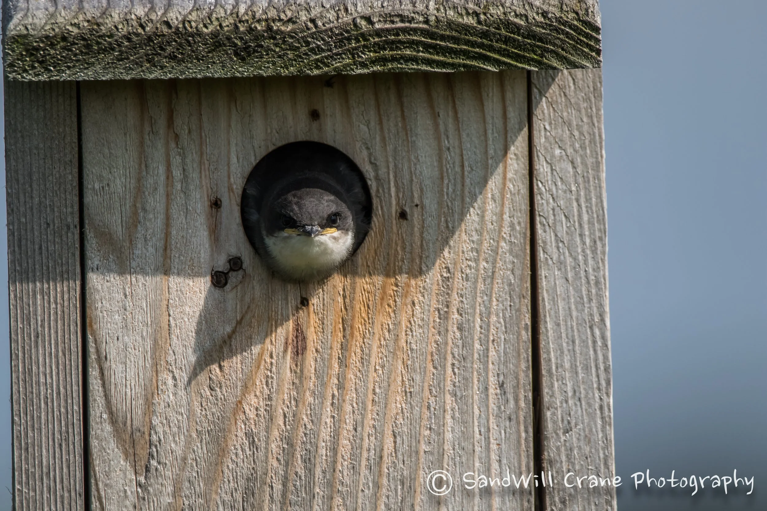 Tree Swallow