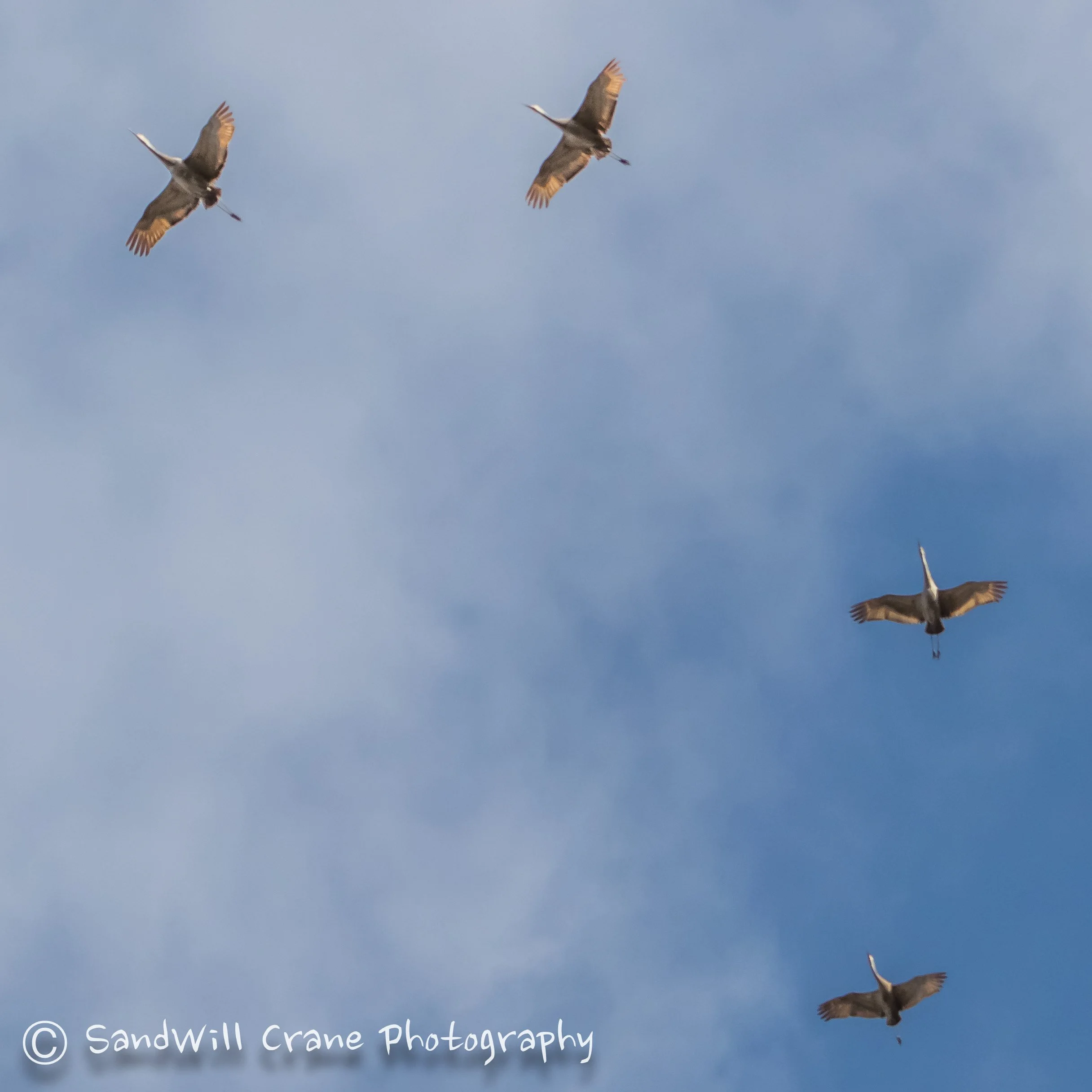 Sandhill Crane