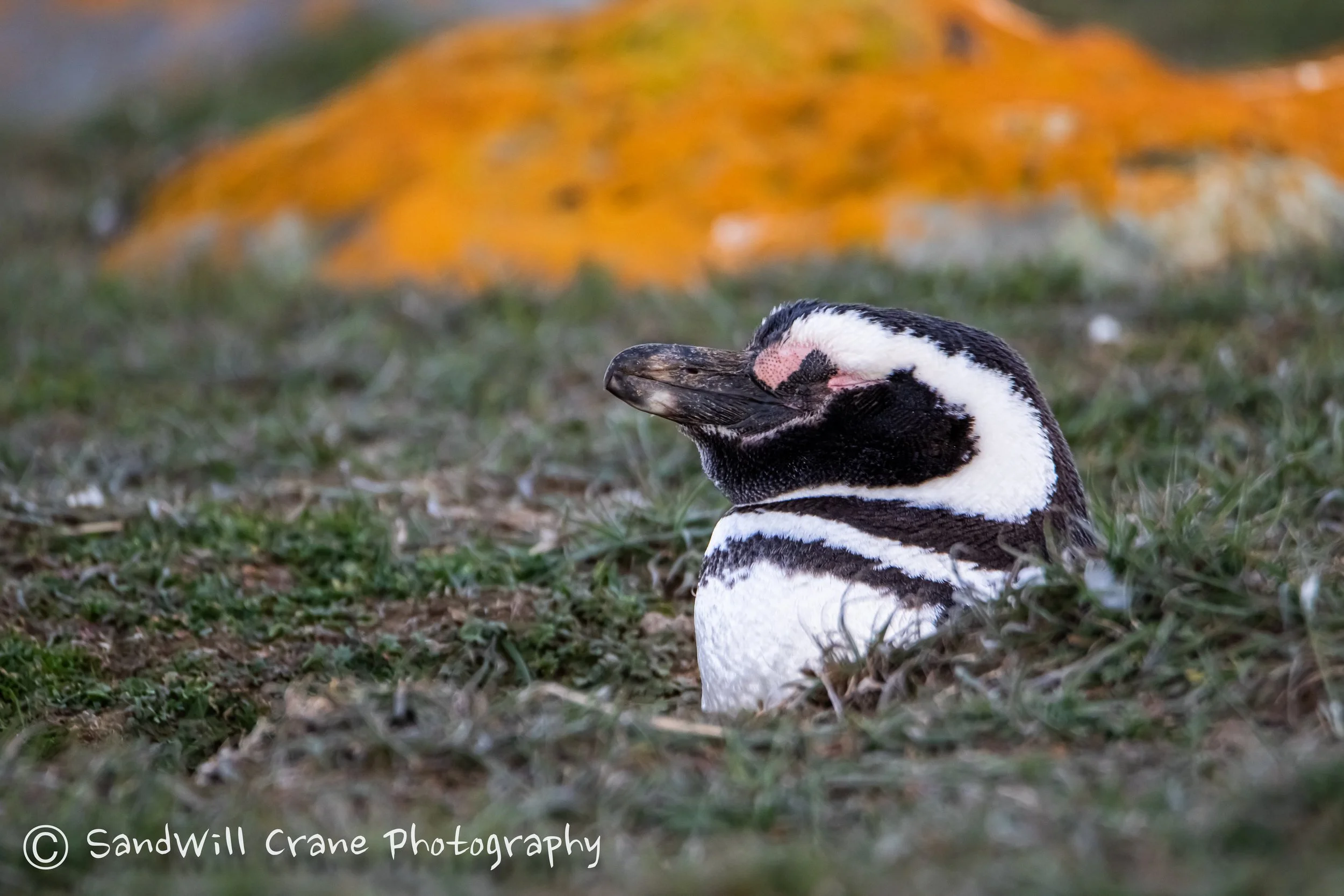 Pingüino de Magallanes
