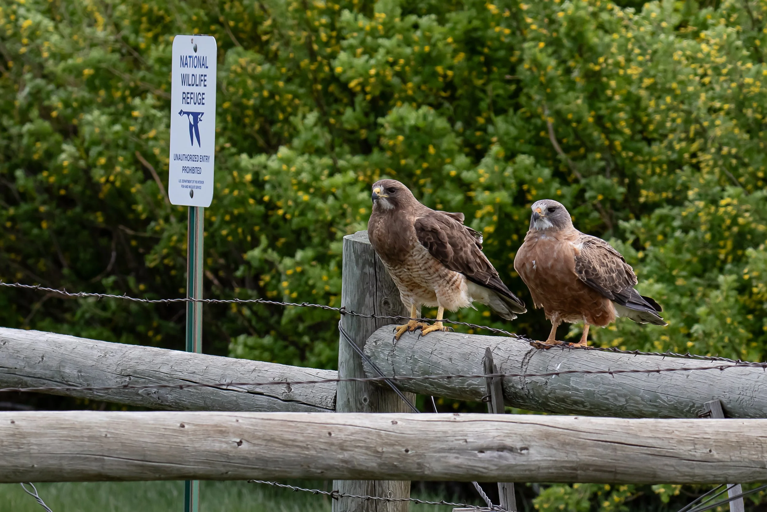 Swainson's Hawk | Benton Lake NWR