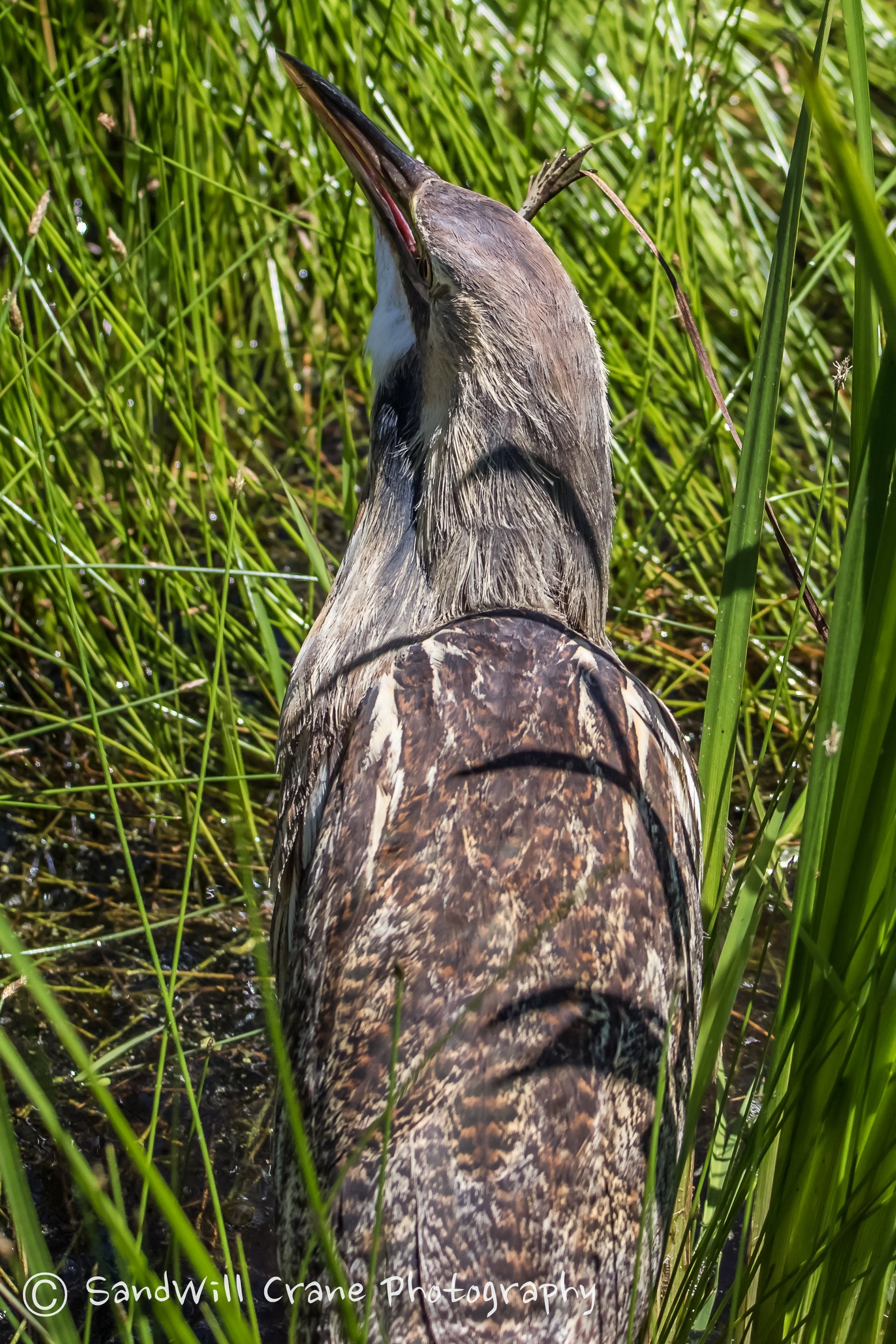 American Bittern