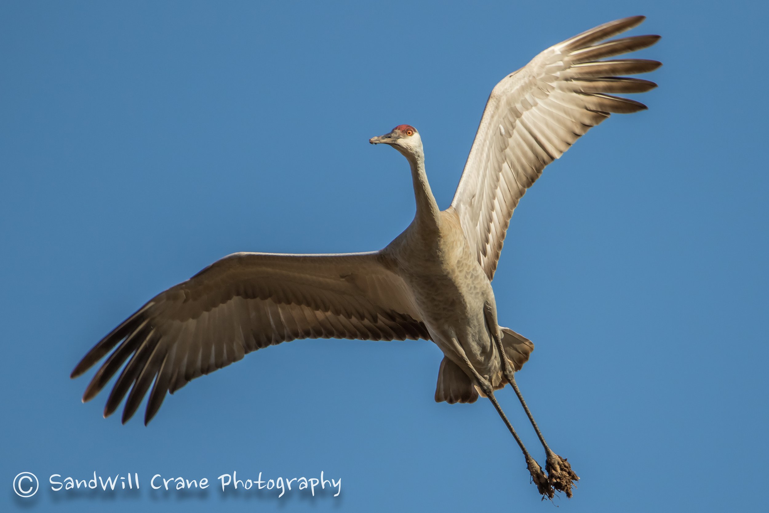 Sandhill Crane