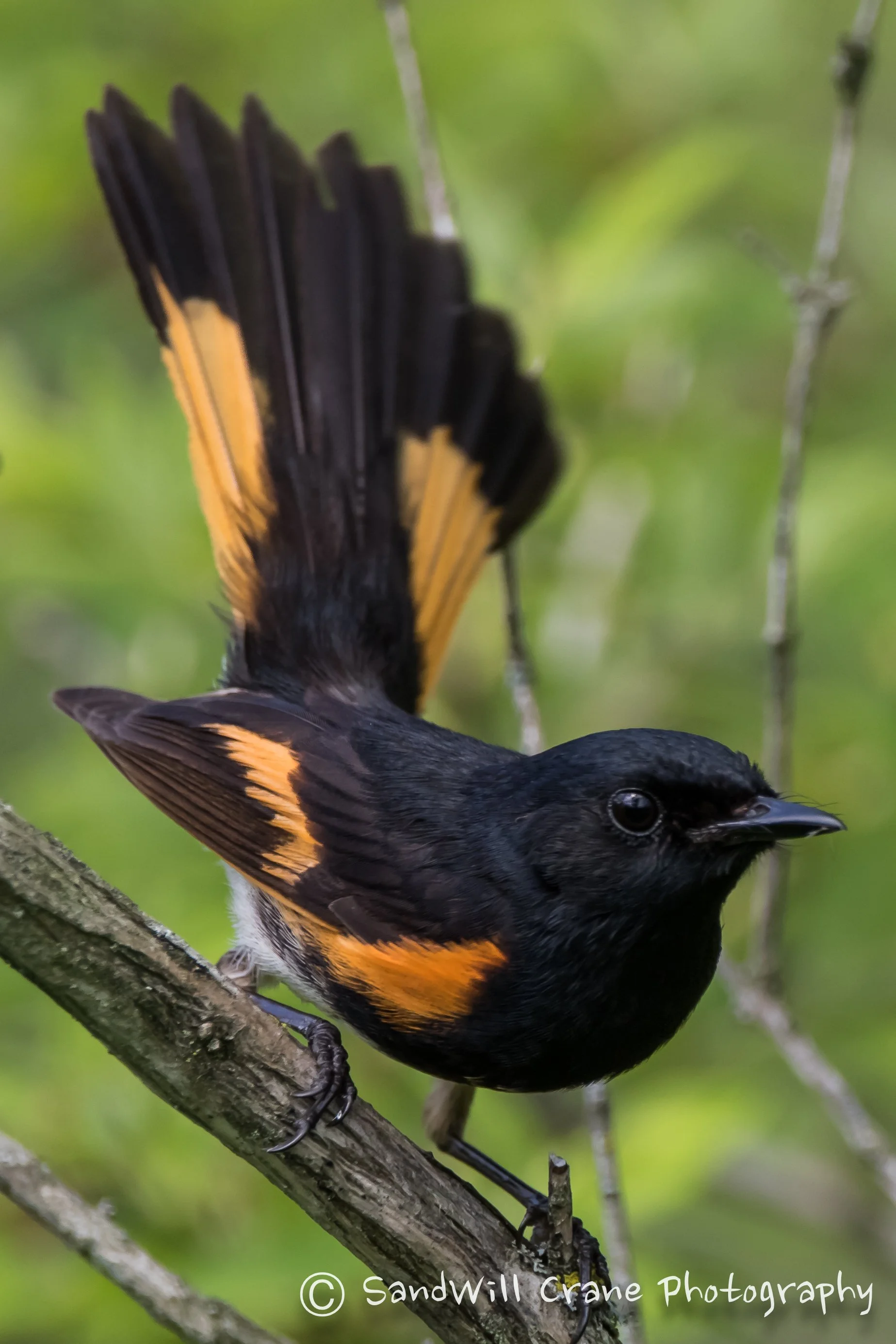 American Redstart