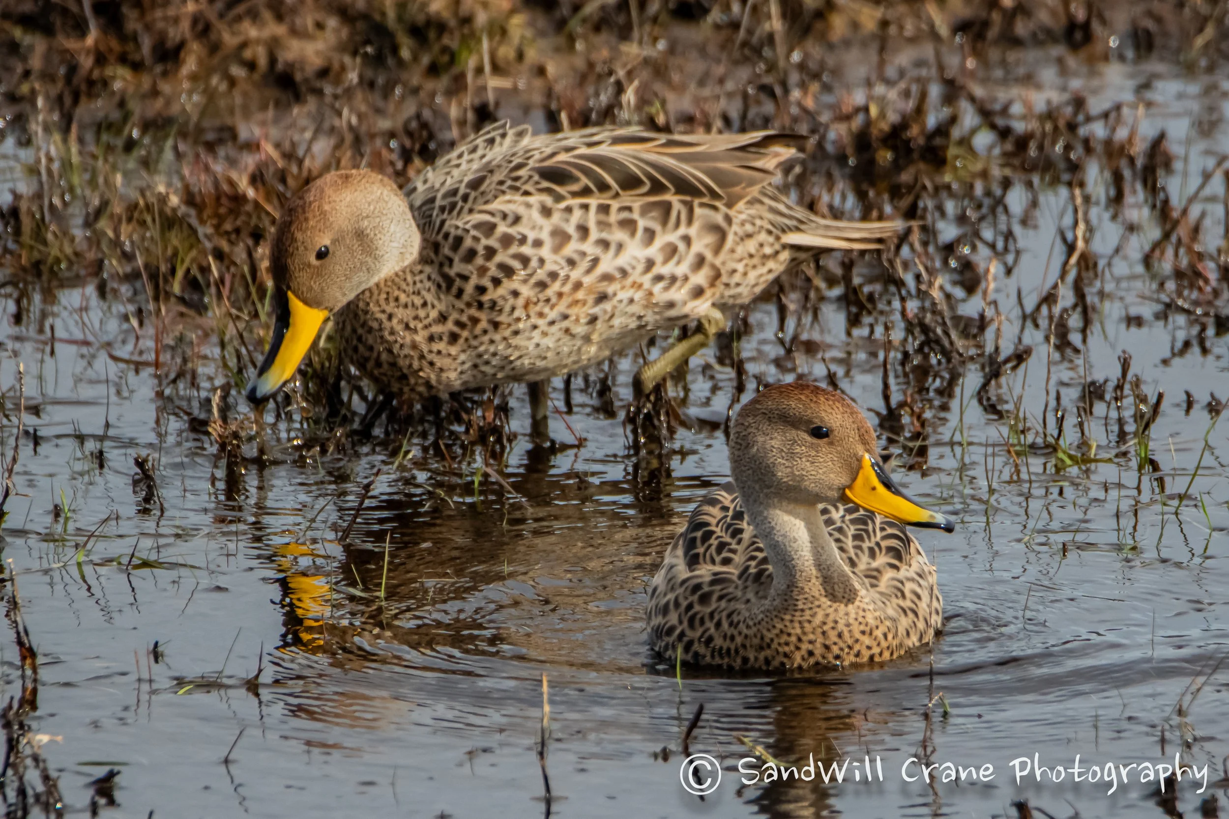 Pato Jergón Grande