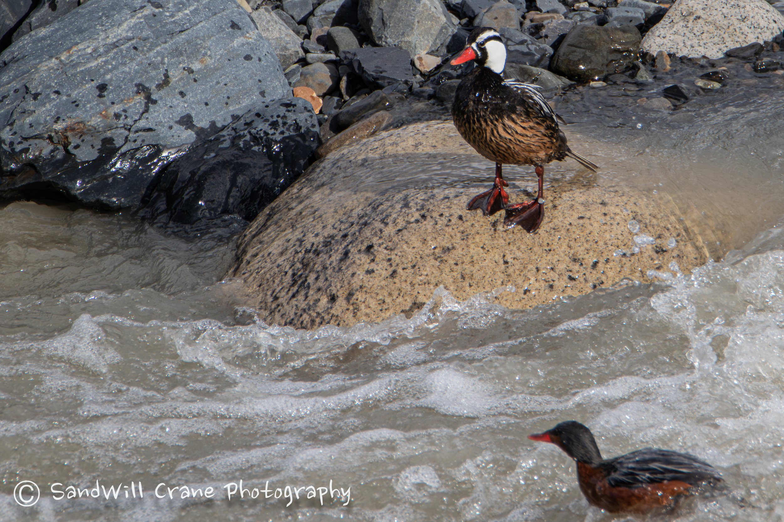 Pato Cortacorrientes