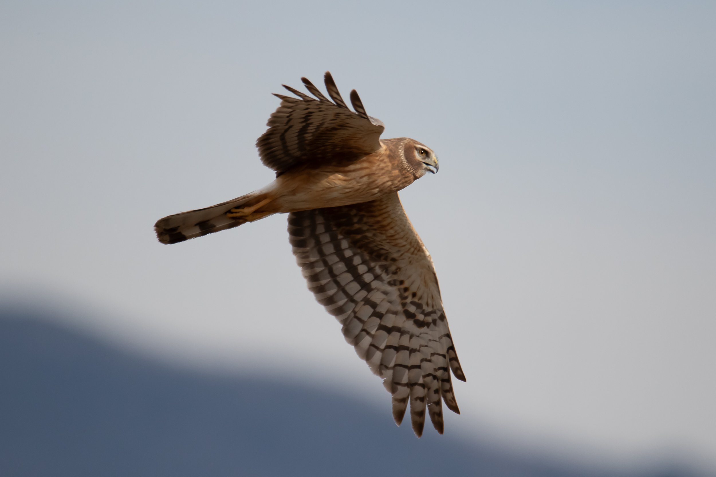 Northern Harrier | Lee Metcalf NWR