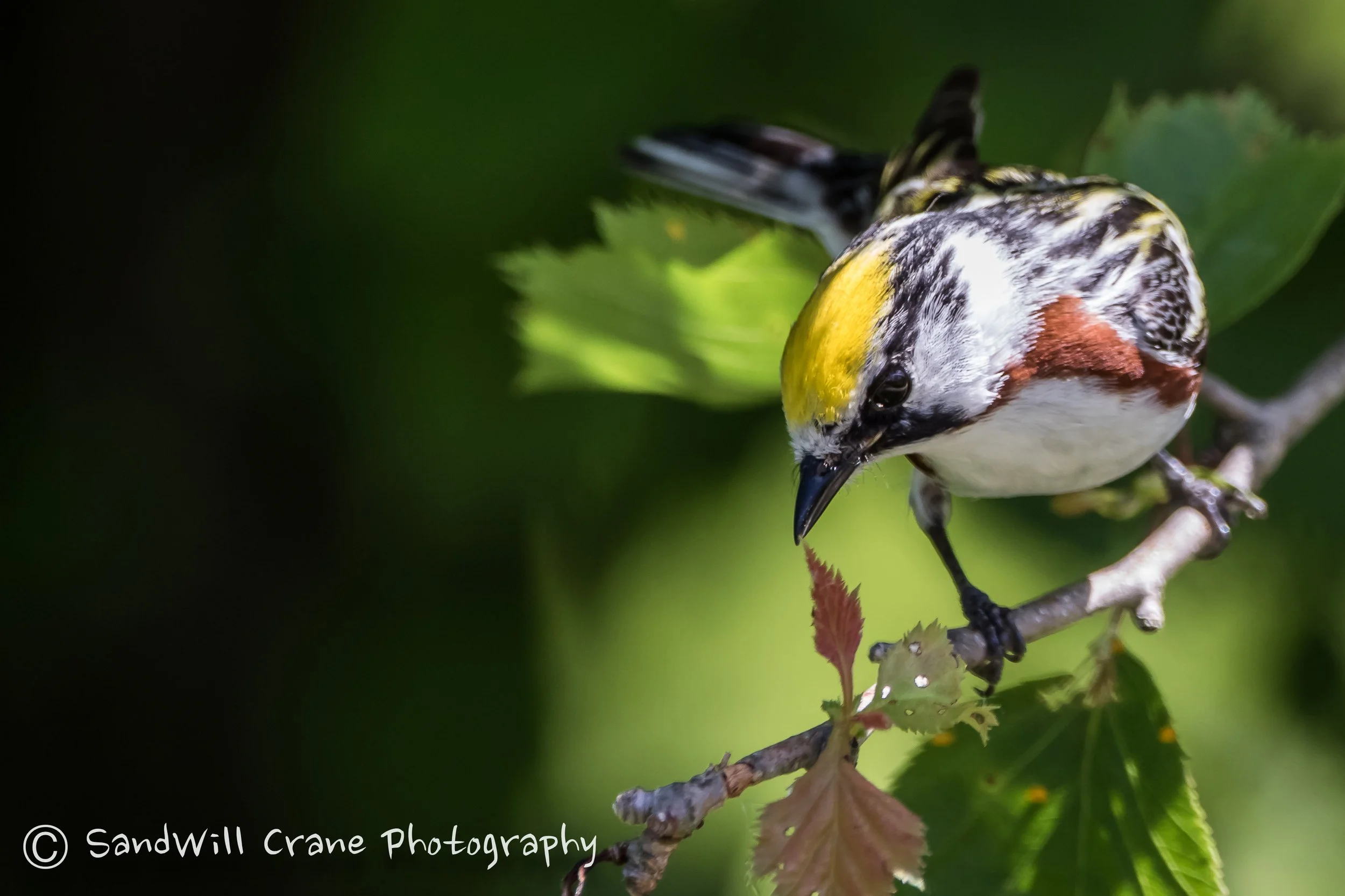 Chestnut-sided Warbler