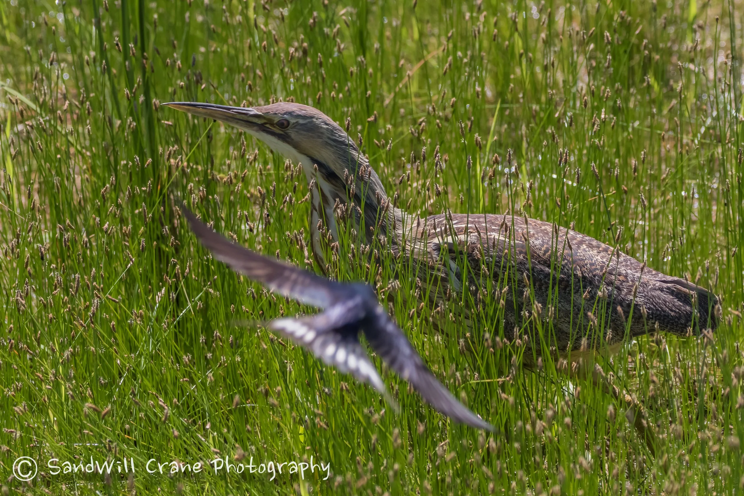 American Bittern