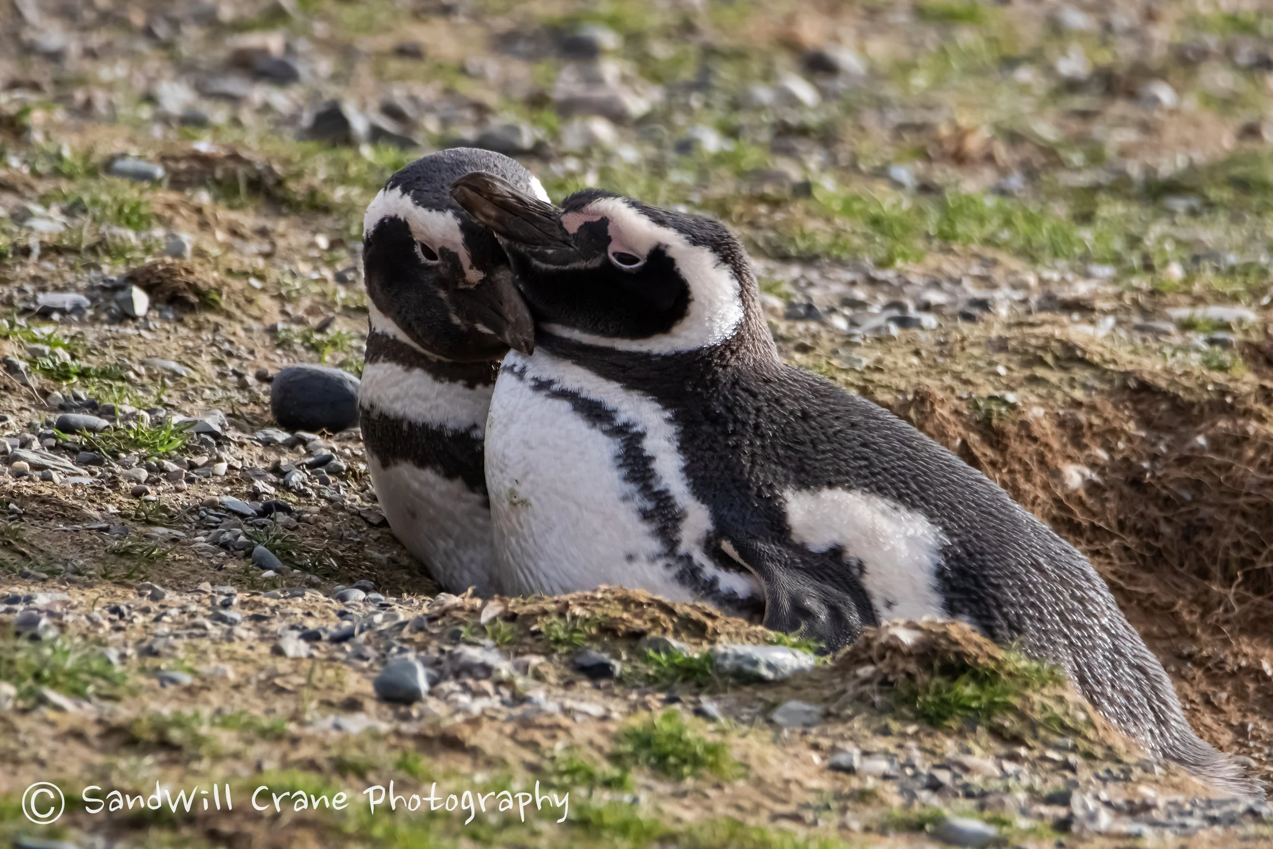 Pingüino de Magallanes