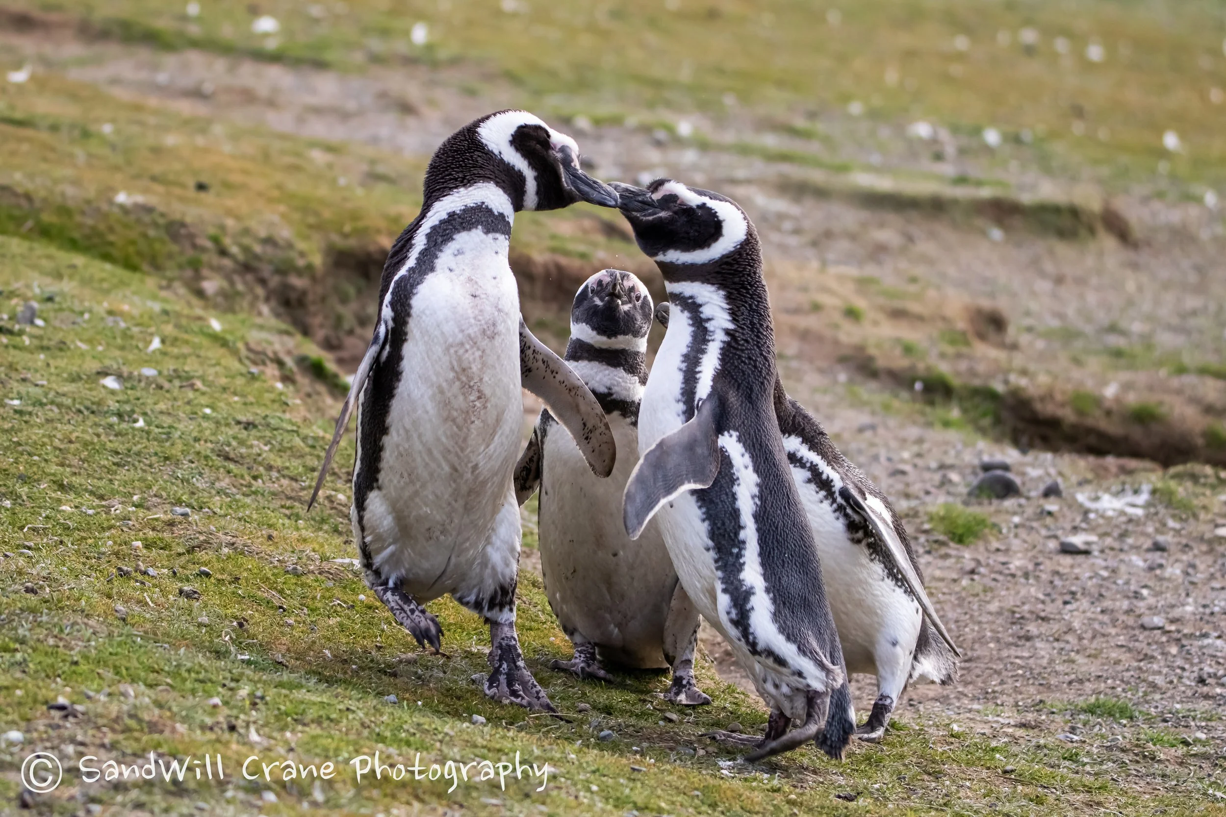 Pingüino de Magallanes