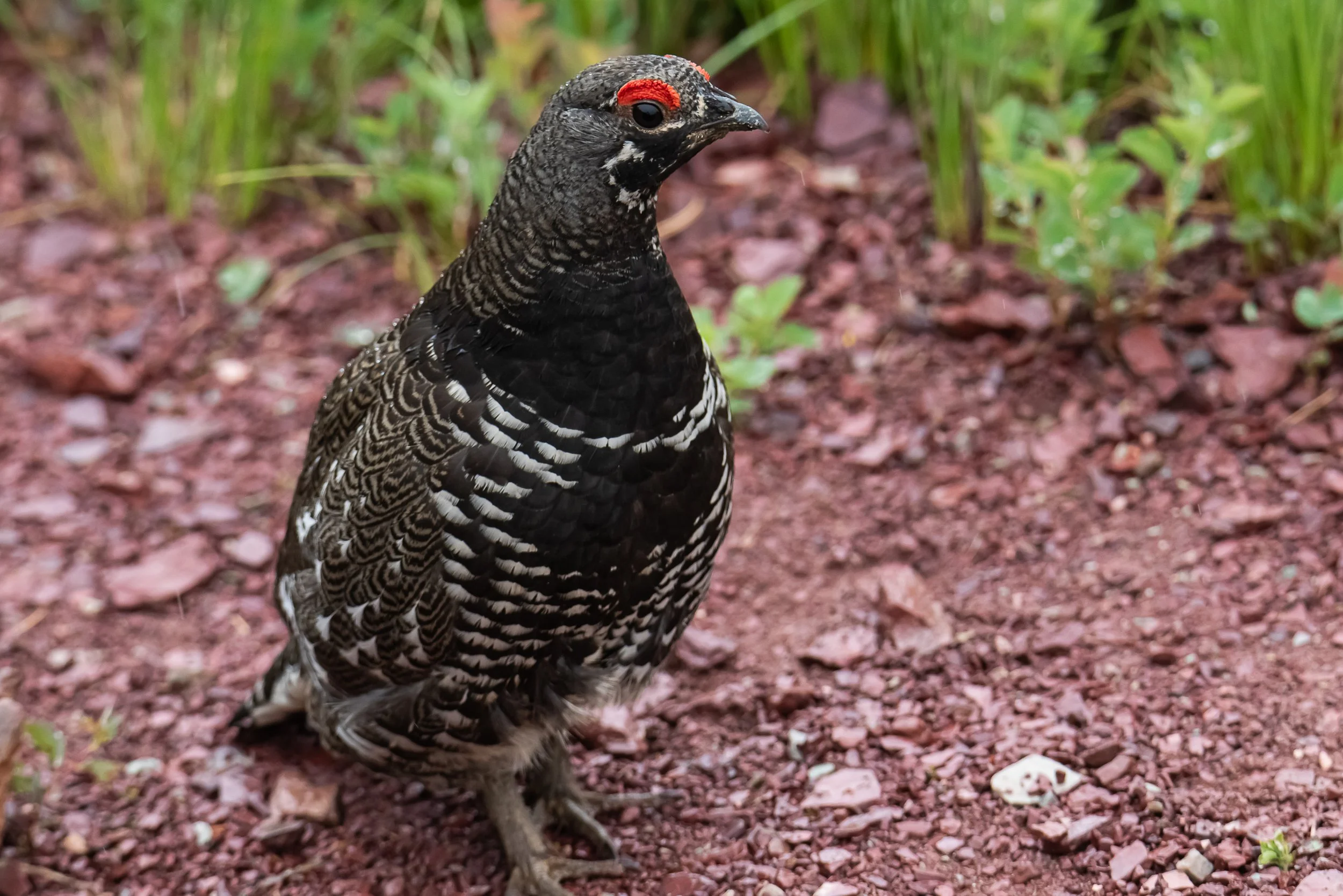 Spruce Grouse | Glacier NP