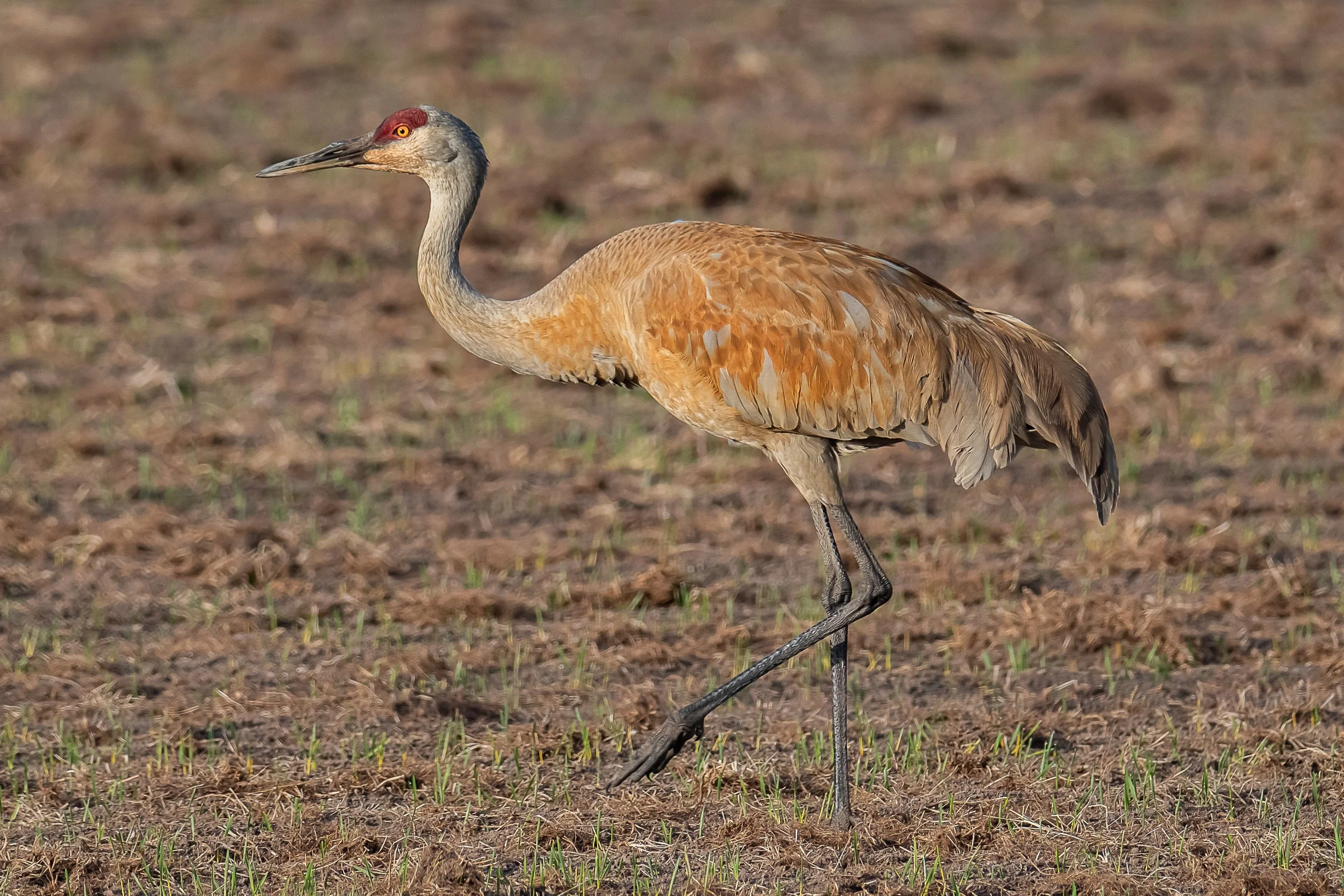 Sandhill Crane | Lee Metcalf NWR