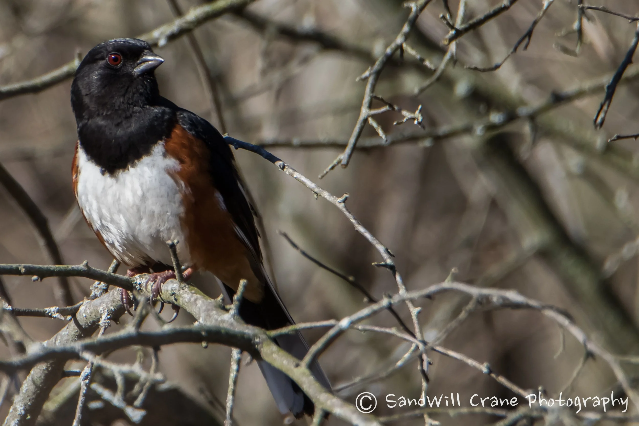 Eastern Towhee