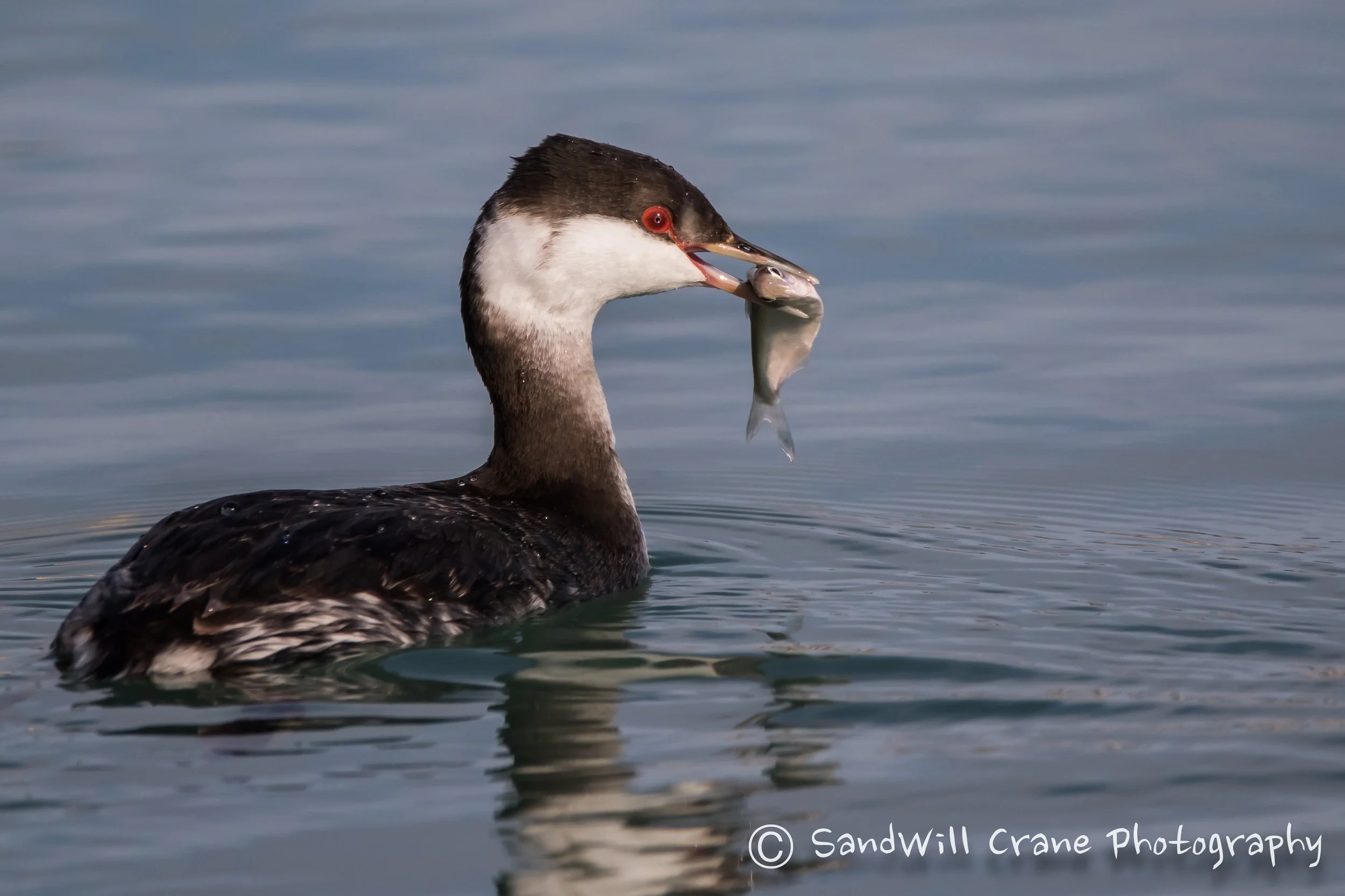 Horned Grebe