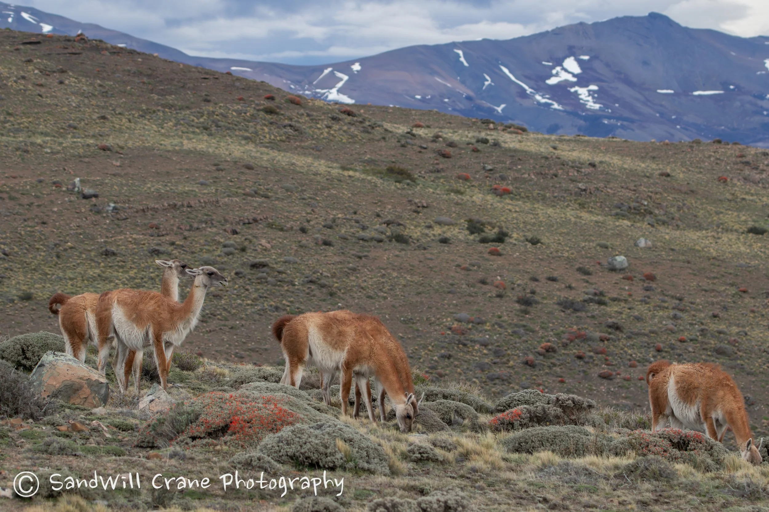 Guanaco